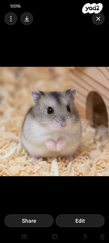 תמונת מודעה - חיות מחמד