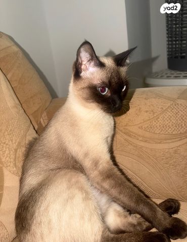 תמונת מודעה - חיות מחמד