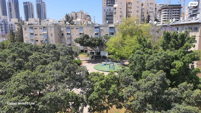 דליה 13