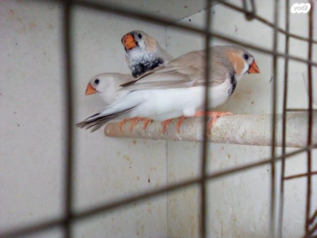 תמונת מודעה - חיות מחמד