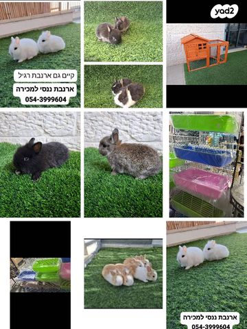 תמונת מודעה - חיות מחמד