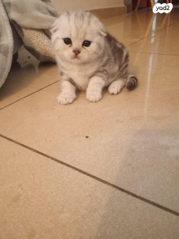 תמונת מודעה - חיות מחמד