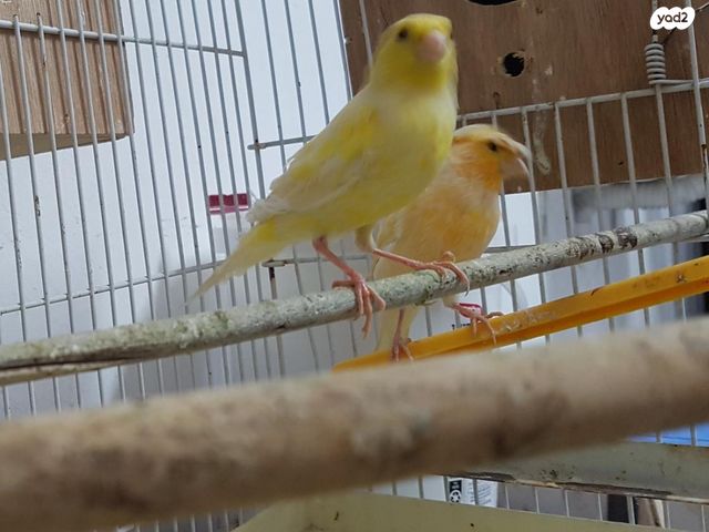 תמונת מודעה - חיות מחמד