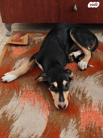 תמונת מודעה - חיות מחמד