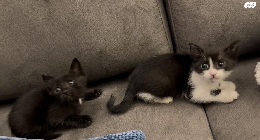 תמונת מודעה - חיות מחמד