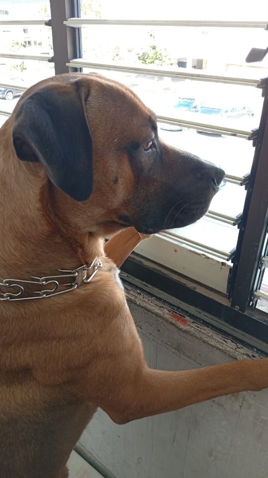 תמונת מודעה - חיות מחמד