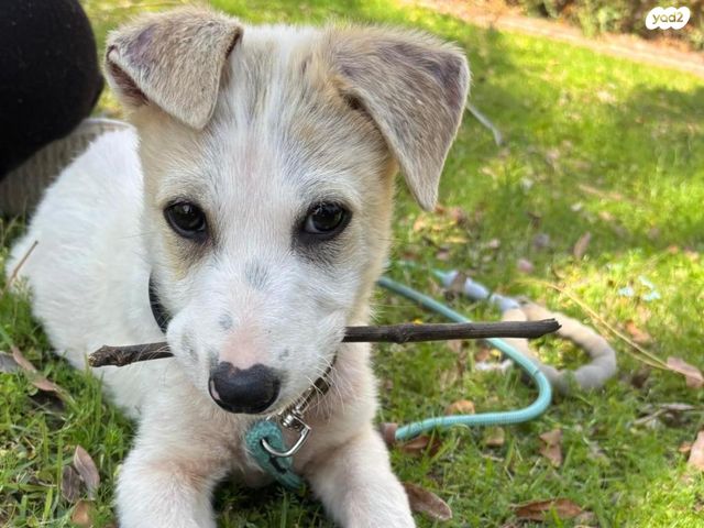 תמונת מודעה - חיות מחמד