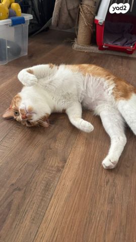 תמונת מודעה - חיות מחמד