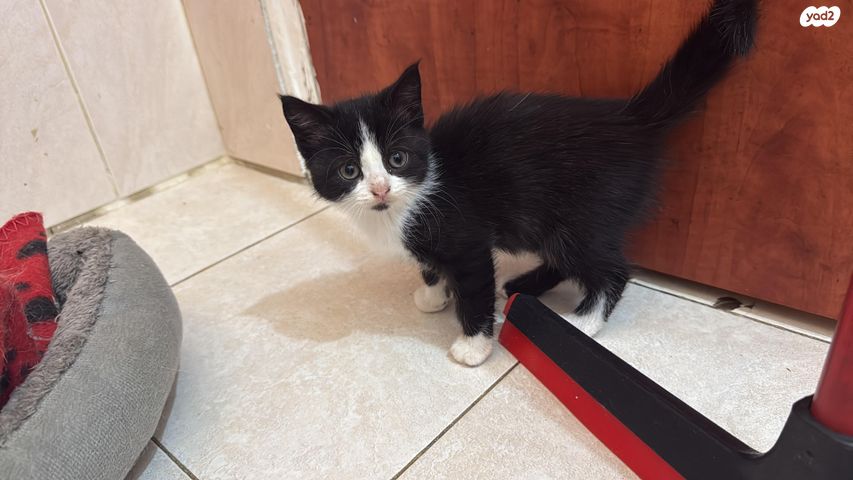 תמונת מודעה - חיות מחמד