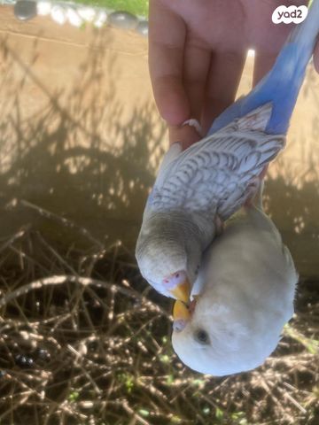 תמונת מודעה - חיות מחמד