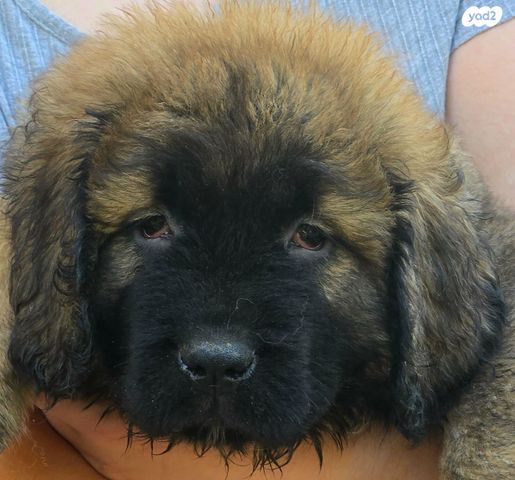 תמונת מודעה - חיות מחמד