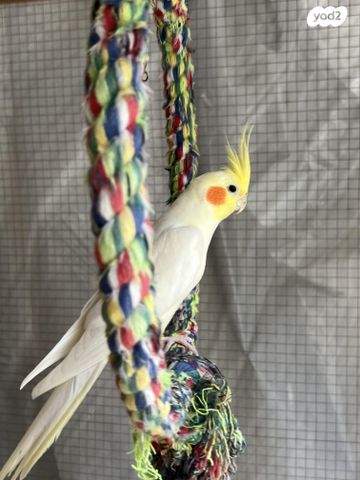 תמונת מודעה - חיות מחמד