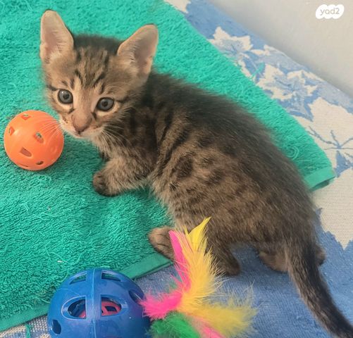 תמונת מודעה - חיות מחמד