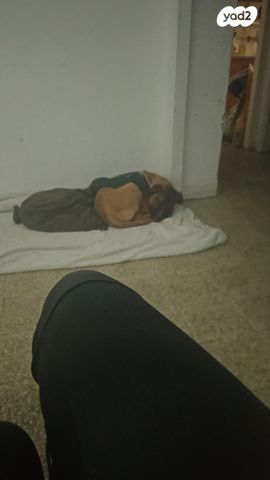 תמונת מודעה - חיות מחמד