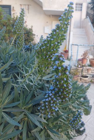 דירה להשכרה בירושלים (תיווך) — 5