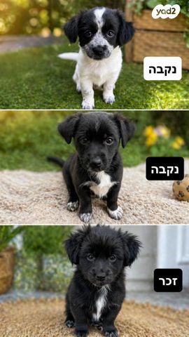 תמונת מודעה - חיות מחמד