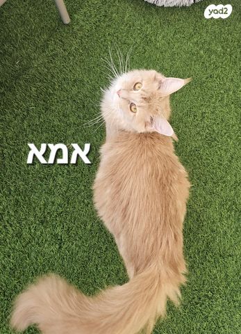 תמונת מודעה - חיות מחמד