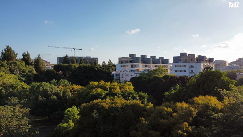 הזית 2
