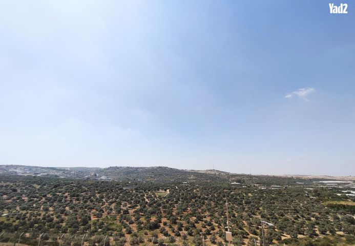 כלנית 1