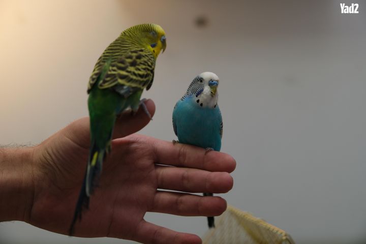 תמונת מודעה - חיות מחמד