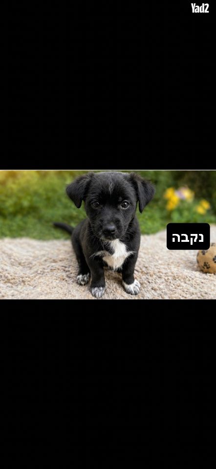 תמונת מודעה - חיות מחמד