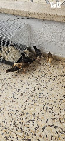 תמונת מודעה - חיות מחמד
