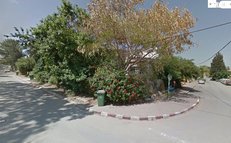 נרקיסים 8