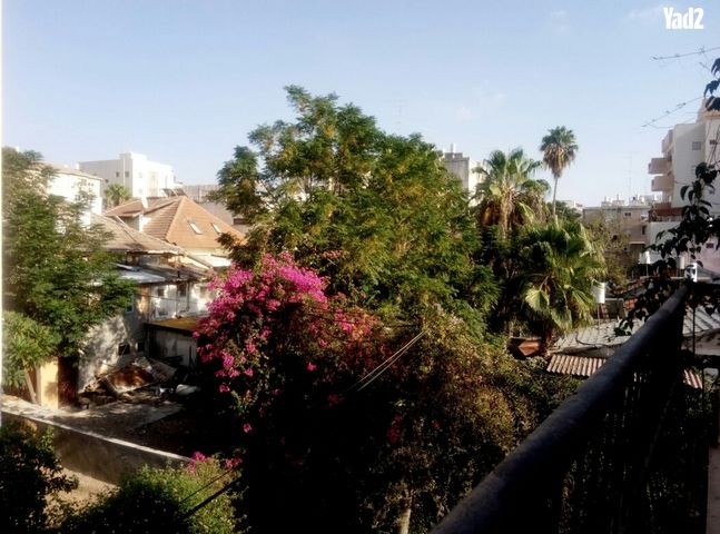 הכרמל 13