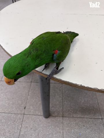 תמונת מודעה - חיות מחמד