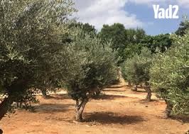מגרשים
