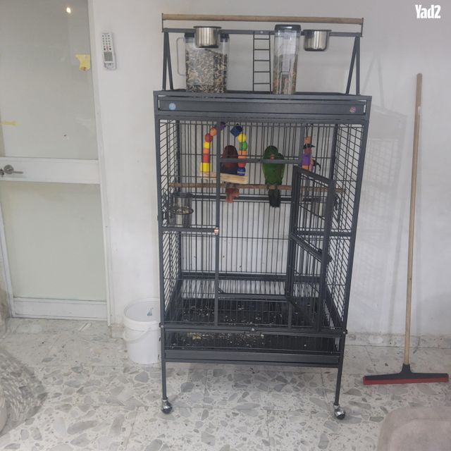תמונת מודעה - חיות מחמד