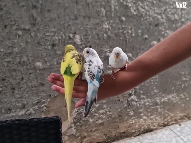 תמונת מודעה - חיות מחמד