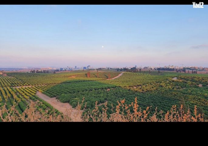 יבנה 15