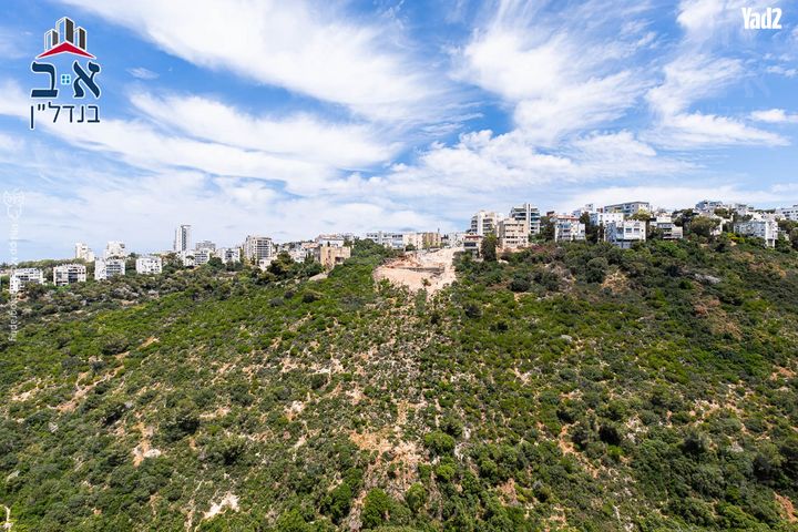 התמר 