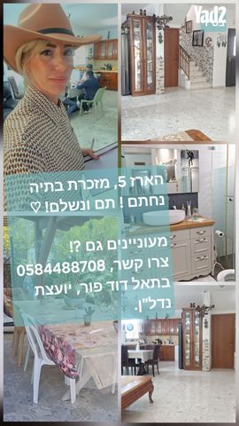 ארז 