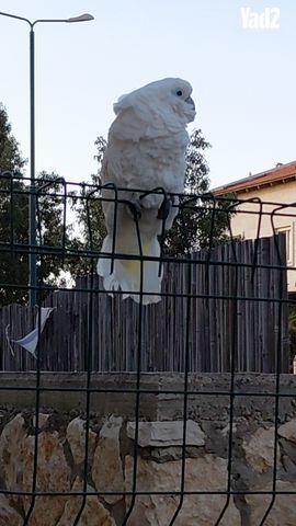תמונת מודעה - חיות מחמד