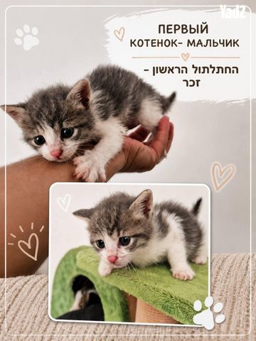 תמונת מודעה - חיות מחמד