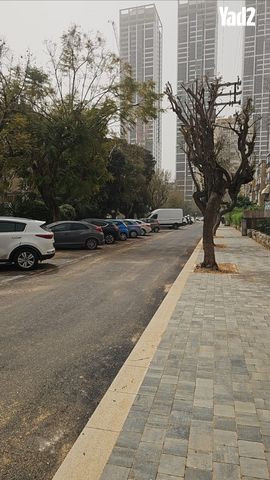 שאול הדדי 8