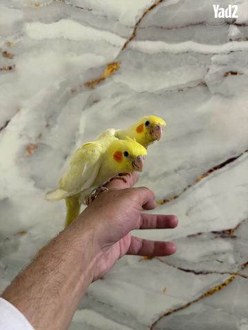 תמונת מודעה - חיות מחמד