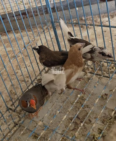 תמונת מודעה - חיות מחמד