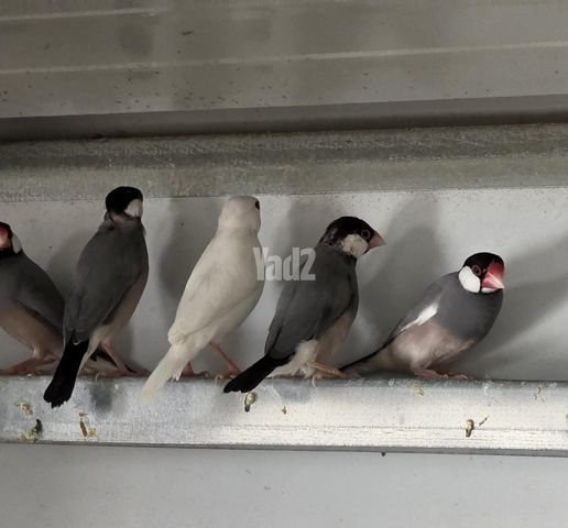 תמונת מודעה - חיות מחמד