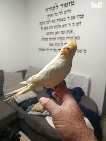 תמונת מודעה - חיות מחמד