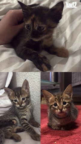 תמונת מודעה - חיות מחמד