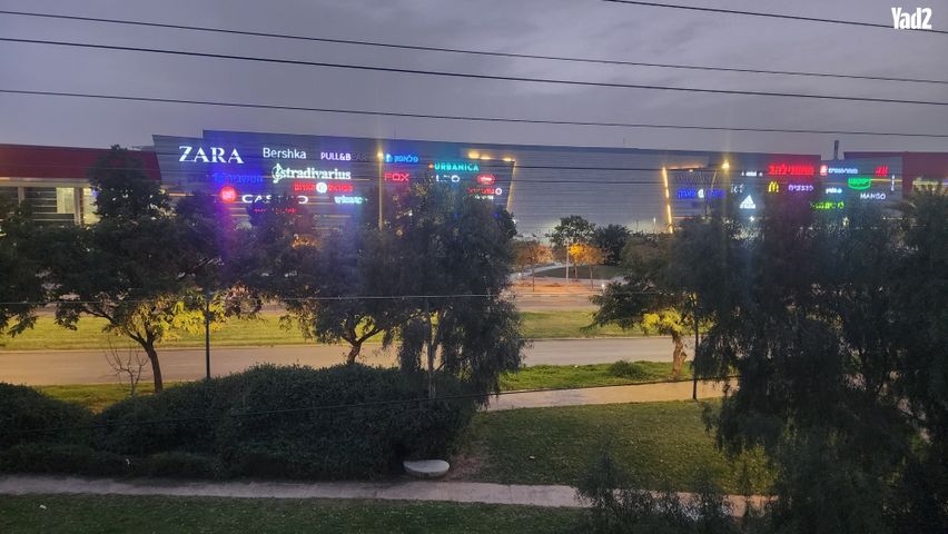 הצבי 113