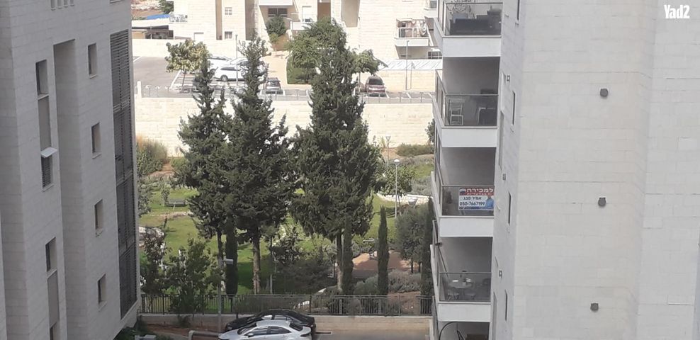 תאנה 24