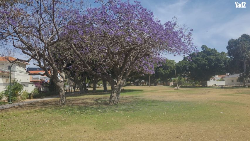 אפרידר