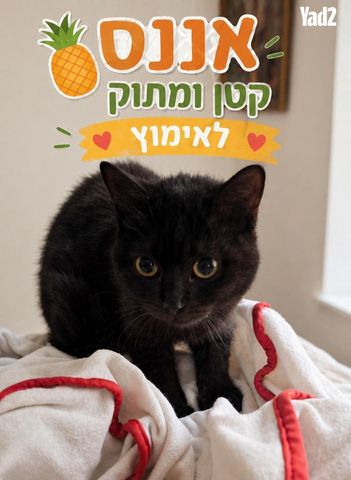 תמונת מודעה - חיות מחמד
