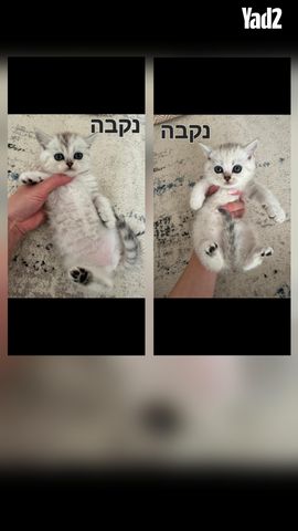 תמונת מודעה - חיות מחמד