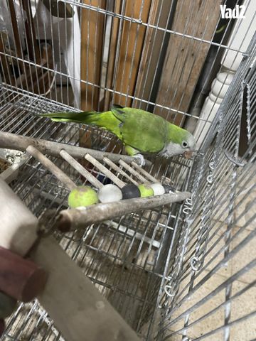 תמונת מודעה - חיות מחמד