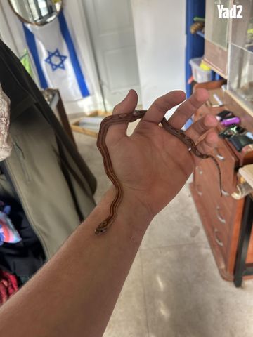 תמונת מודעה - חיות מחמד